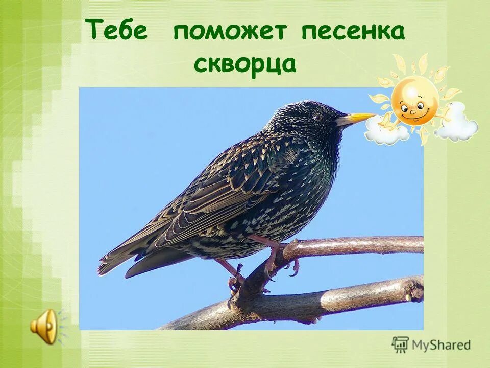 настоящую песню скворца надо слушать. пение скворцов обыкновенных. настоящую песню скворца тема текста. песнь скворца. скворец голос.