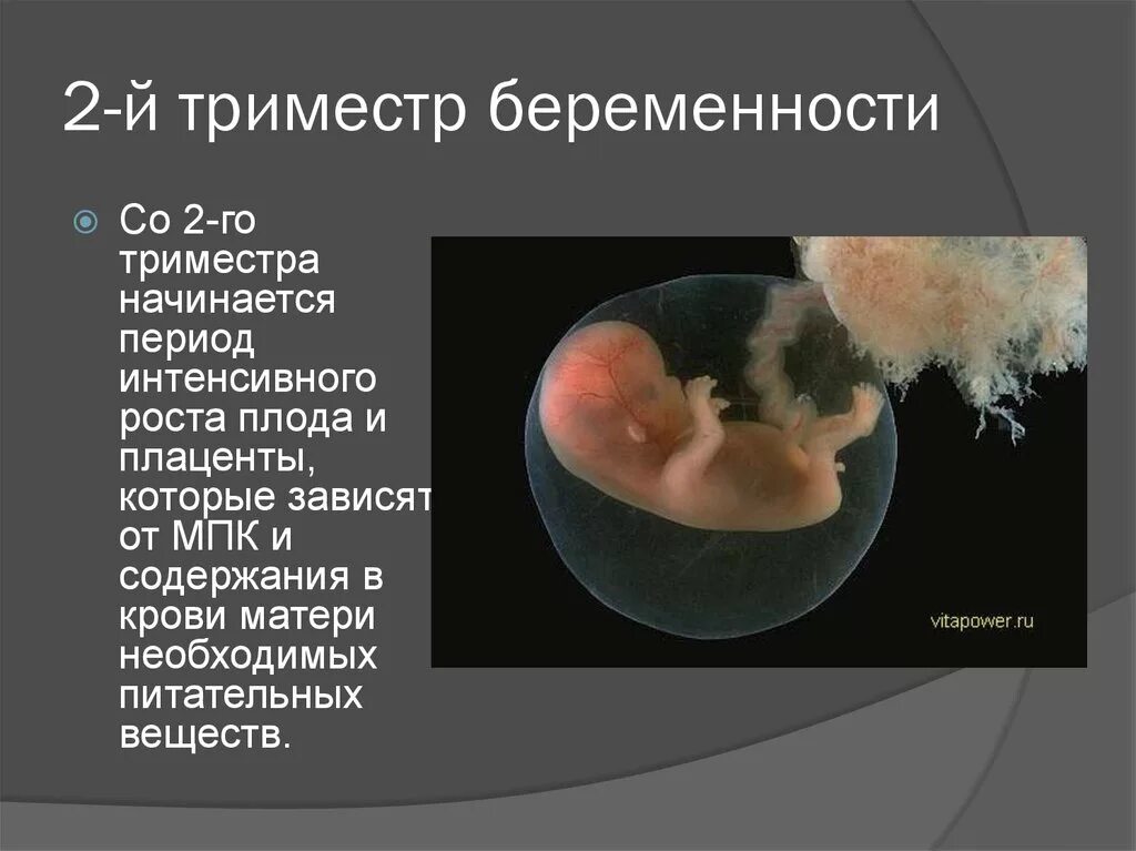 Беременность 2 недели тошнота. Второй триместр беременности. Триместры беременности. Первый триместр беременности. Триместры беременности по неделям.