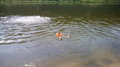 Дон где вода