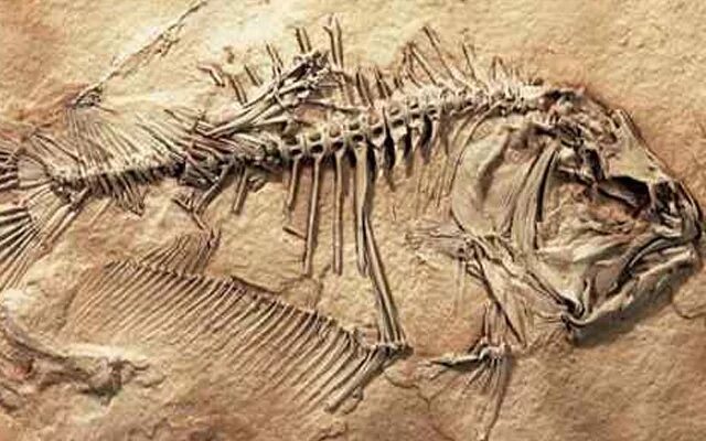 Скелет рыбы окаменелость. Окаменелости мезозойской эры. Окаменелости останков древних птиц. Многоножки окаменелости. Исследование ископаемых остатков вымерших животных лабораторная работа