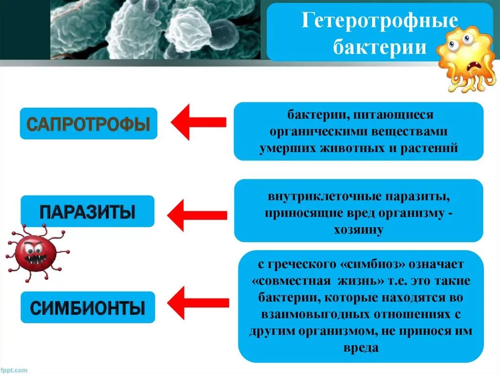 Гетеротрофный Тип питания у бактерий. Бактерии сапротрофы и паразиты. Гетеротрофная паразитическая бактерия. Бактерии паразиты и симбионты.