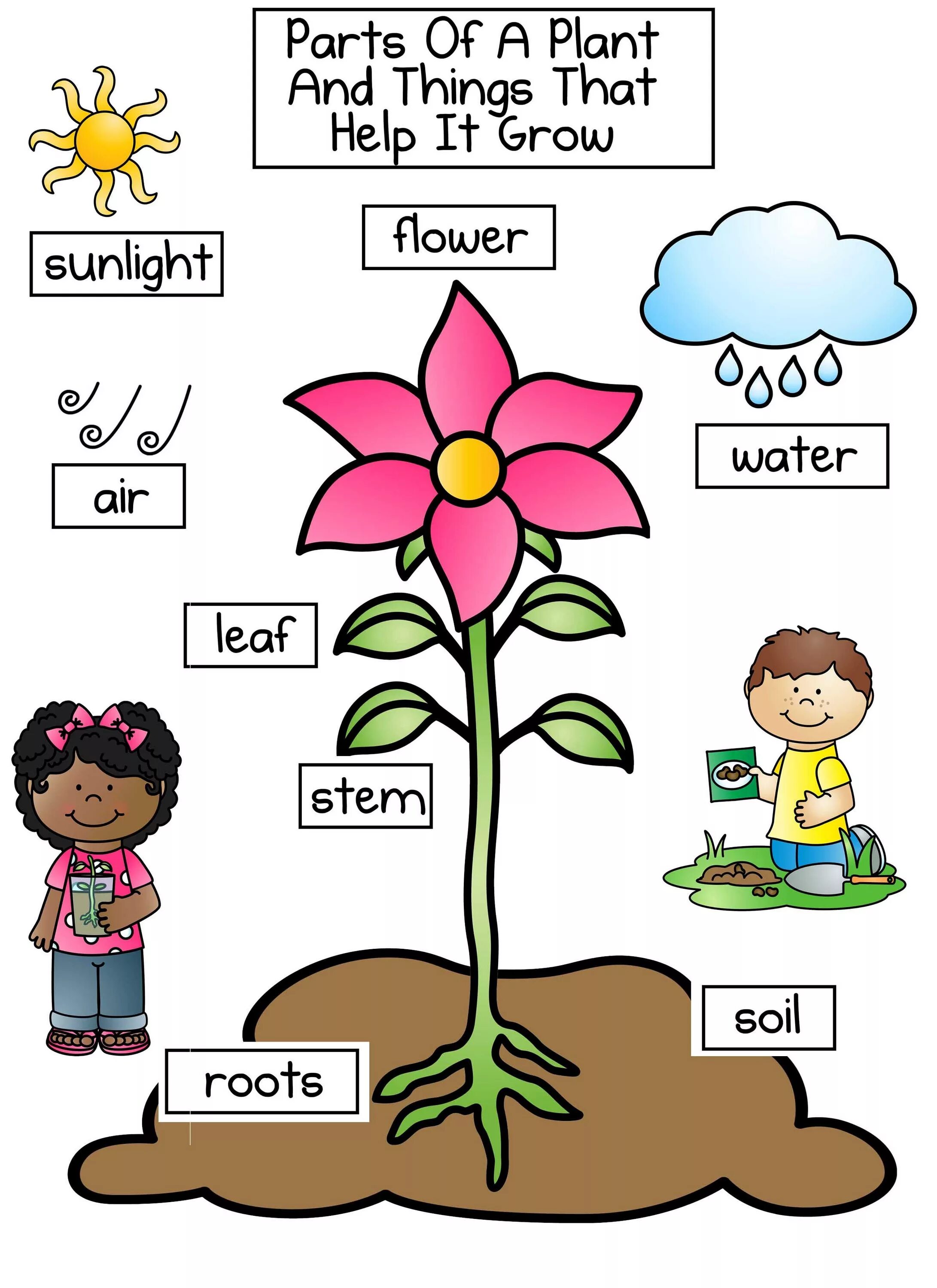 Be a flower kusuriya. Растения на английском для детей. Parts of Plants for Kids. Plants на английском для детей. Plant на английском.