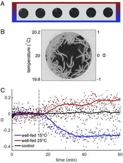 (A) An array of PTFE constrained droplets (4 mm dia.) with single C. elegan...