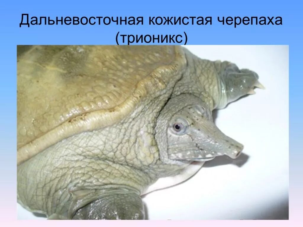 Мягкотелость это