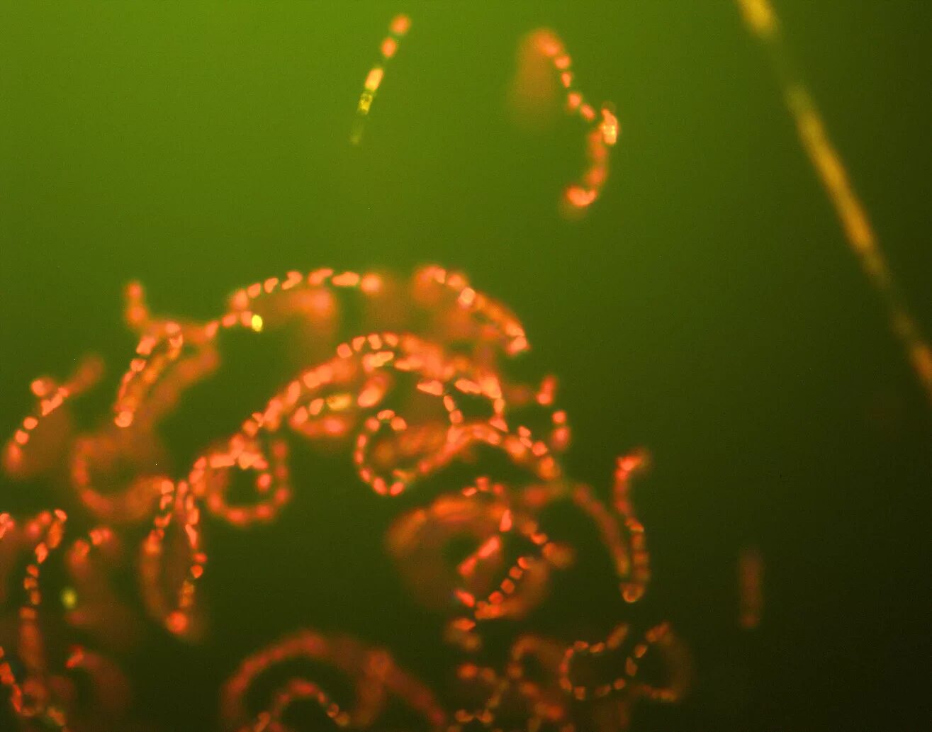 Фитопланктон водоросли. Бурые водоросли фитопланктон. Фитопланктон фотосинтез. Хетоцерос водоросль.