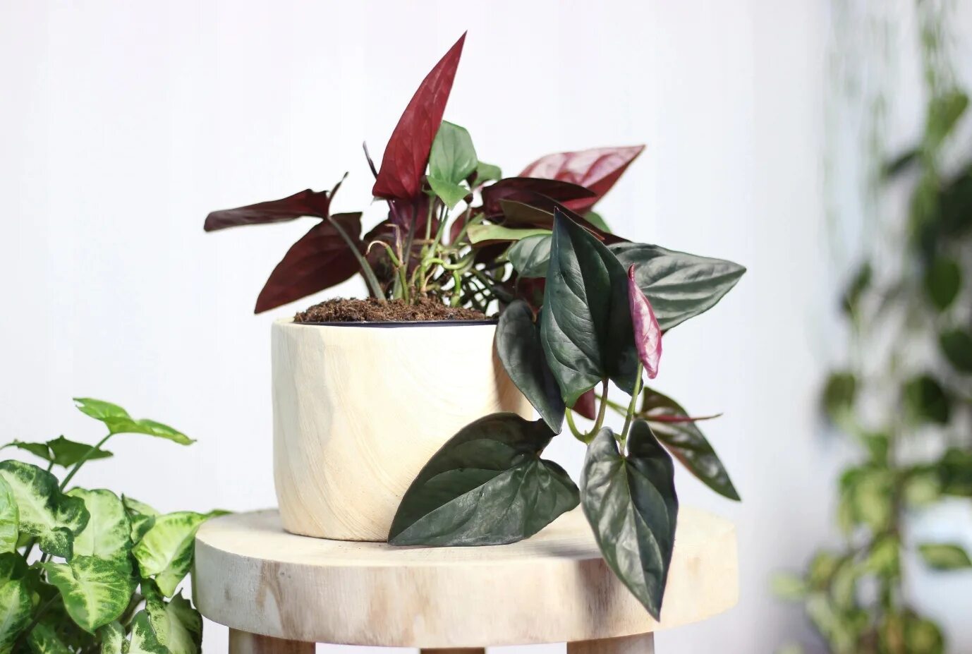 Сингониум эритрофиллум эрроу. Сингониум ред эрроу. Сингониум red arrow. Сингониум ред эрроу. Сингониум ред эрроу.