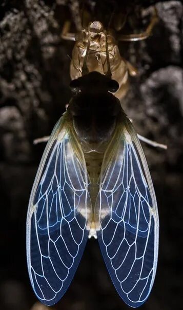 Крылья насекомых. Крылья жука. Крылья Жуков. Красивые Крылья насекомых. Крылья жуков насекомых