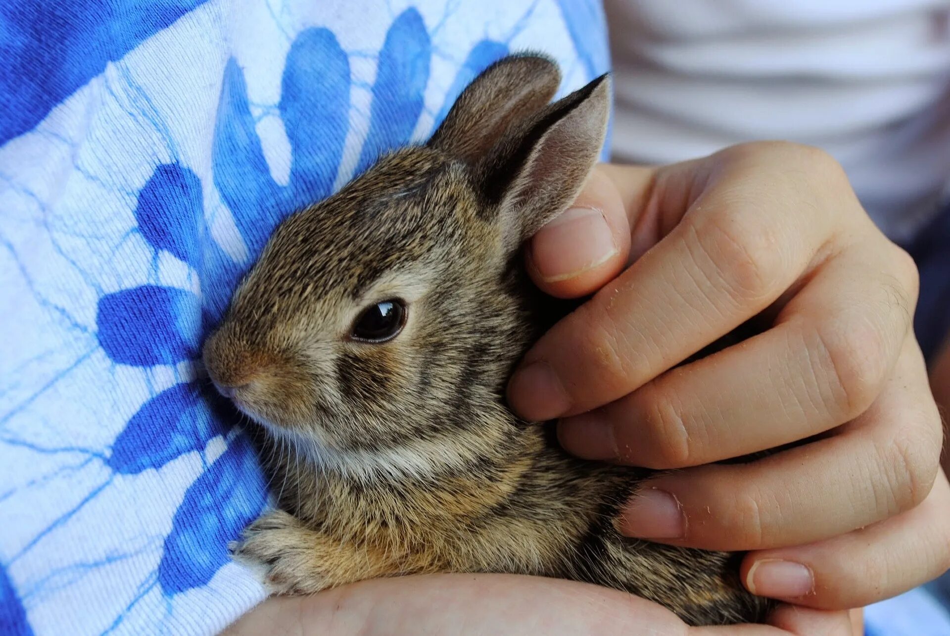 I a pet rabbit. Кролик. Кролик на руках. Декоративный кролик. Кролик домашний декоративный.