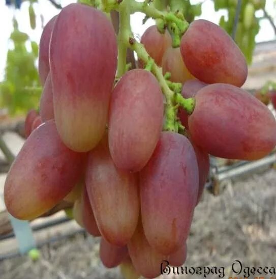 виноград богема описание. виноград богема описание отзывы. виноград богема. виноград богема описание отзывы. сорт винограда богема.