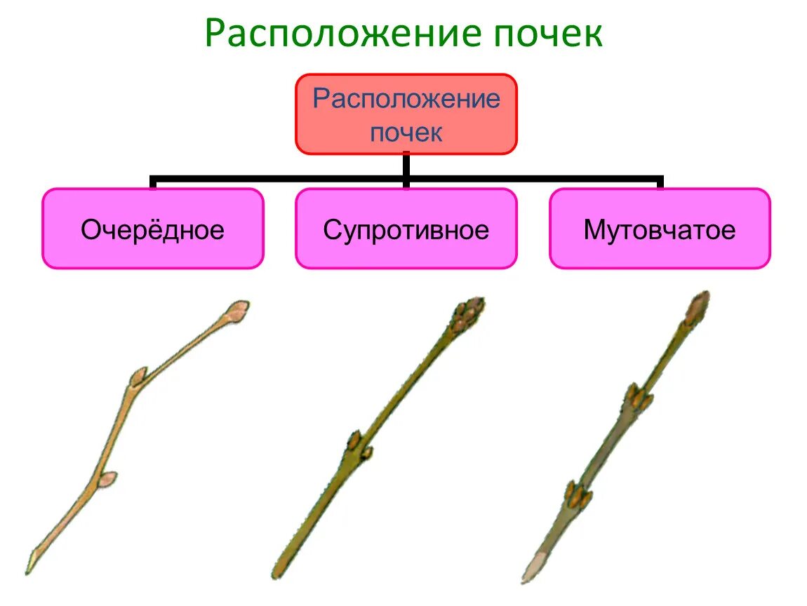 Расположение почек очередное супротивное мутовчатое. Типы почек по расположению на стебле. Расположение почек на стебле очередное супротивное мутовчатое. Типы почек побега растений. Из какой почки появляется соцветие