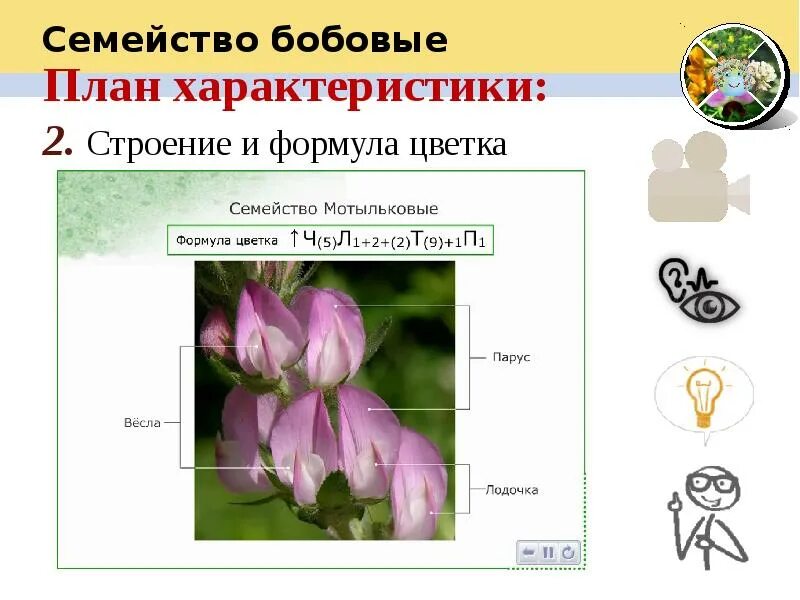 Какую формулу цветка имеют бобовые. Формула цветка мотыльковых растений. Формула цветка бобовые Мотыльковые. Семейство Мотыльковые бобовые формула цветка. Формула цветка семейства бобовые.