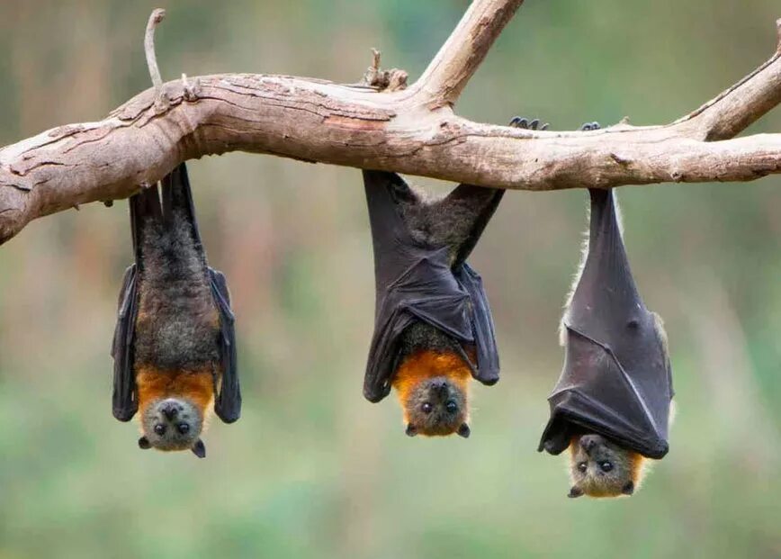 летучая мышь. Mus musculus домовая мышь. малайский коротконосый крылан. летучая мышь в лагере. крылан ливингстона.