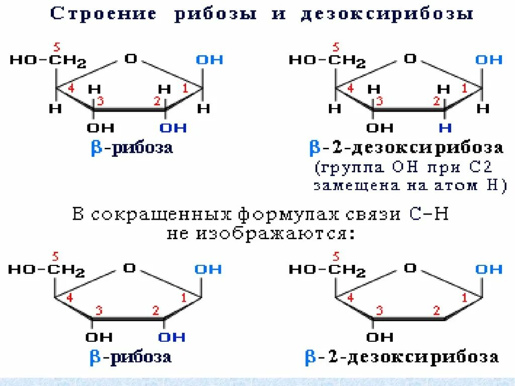 Циклическая форма дезоксирибозы. Циклические формы 2 дезоксирибозы. Строение дезоксирибозы формула. Циклическая форма рибозы.