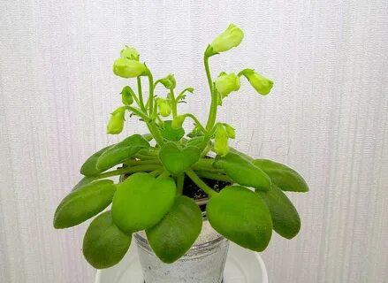 Emerald bell