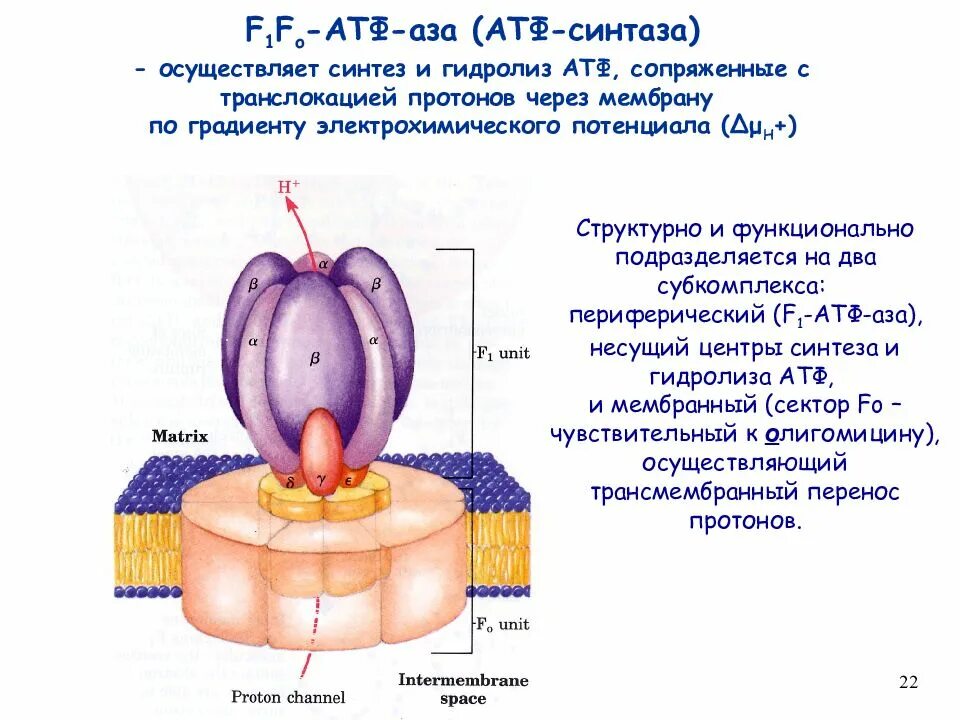 Фермент атф синтаза. АТФ синтаза строение. АТФ синтаза в митохондрии. АТФ синтаза под микроскопом. АТФ синтаза реакция.