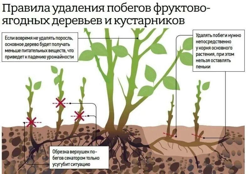 Можно ли сжечь корни. Прикорневая поросль. Корневая поросль вишни. Размножение порослью.