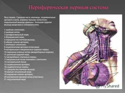Диафрагмальный нерв шейного сплетения
