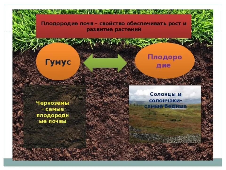 Плодородие почвы кратко 5 класс. Почва гумус плодородие. Гумус почвы почвы. Растения в почве. Характеристика плодородной почвы.
