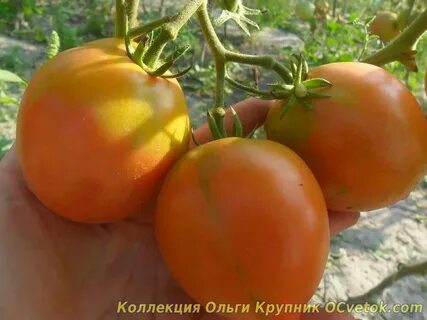 Томат каменный ручей
