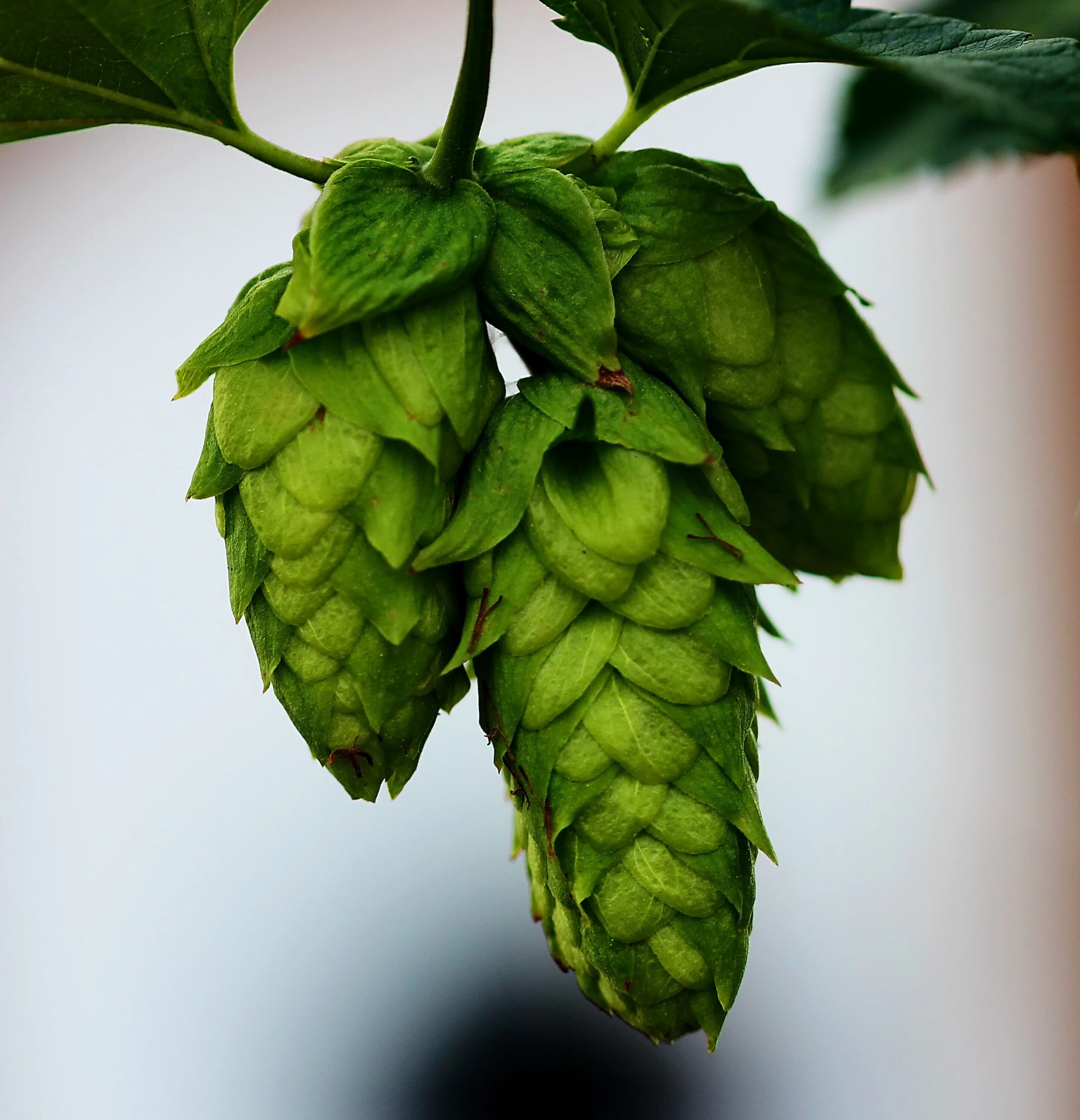 Hop