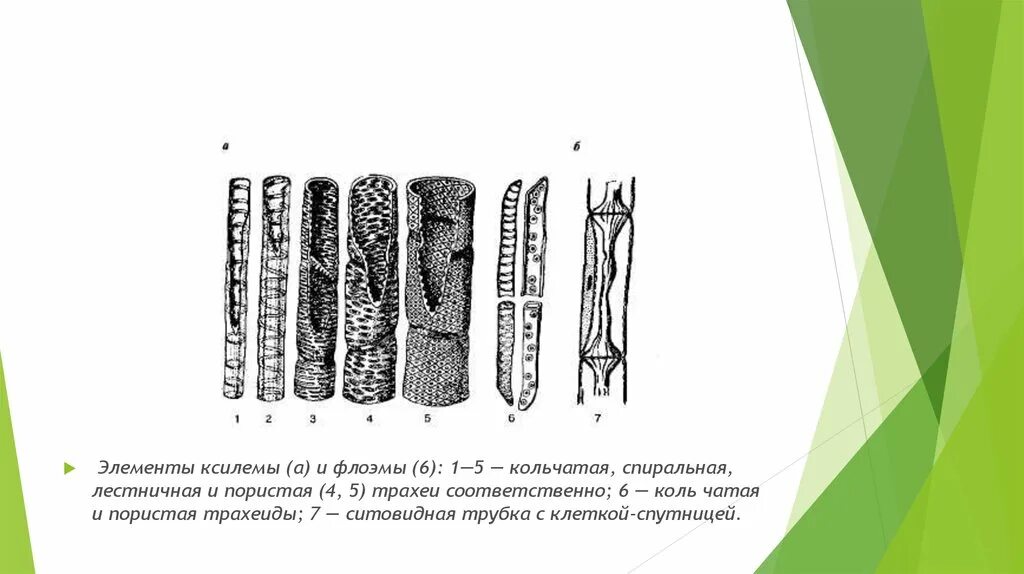 Трахеиды ткани растений. Ситовидные трубки Ксилема растений. Трахеиды ксилемы. Проводящие ткани растений ситовидные трубки Ксилема. Элементы ксилемы и флоэмы
