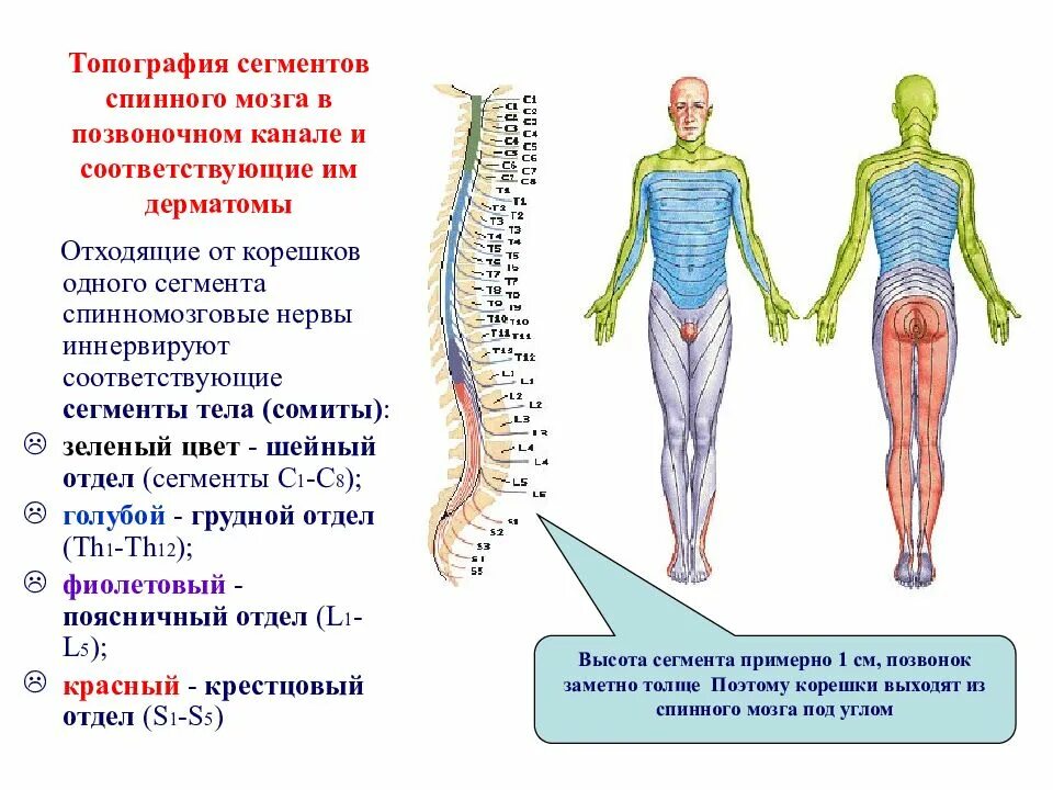 Нервные сегменты. Топография нервов грудного отдела. соотношение сегментов спинного мозга и дерматомов.. схема выхода корешков спинного мозга. сегменты l1-l2 спинного мозга.