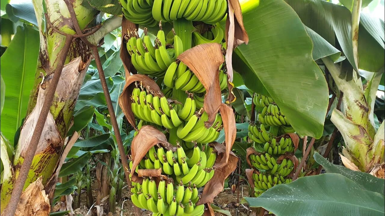 Страны выращивающие бананы. Банановая Пальма в Африке. Семена банана. Банановые плантации в Турции. Бананы в Африке.