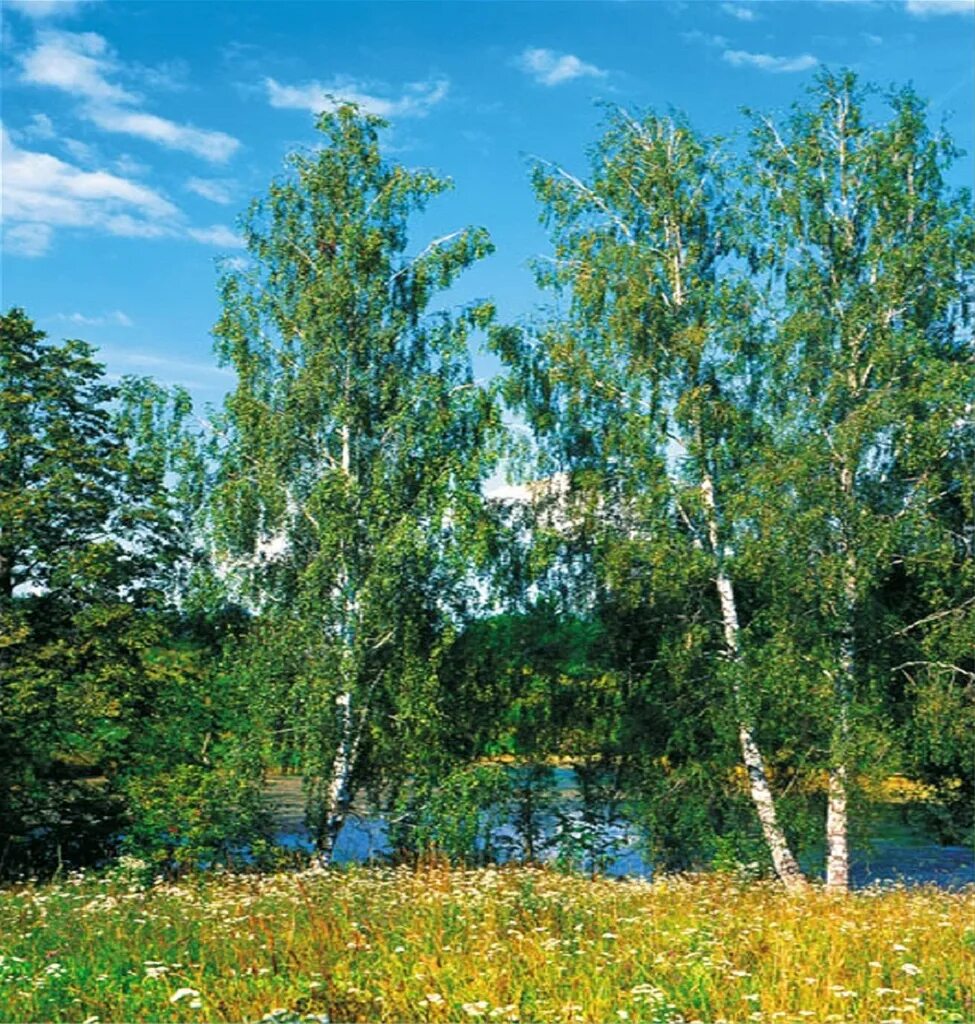 Тульская березка. Советские фотообои березы. Глянцевитая береза. Советские фотообои с березками.