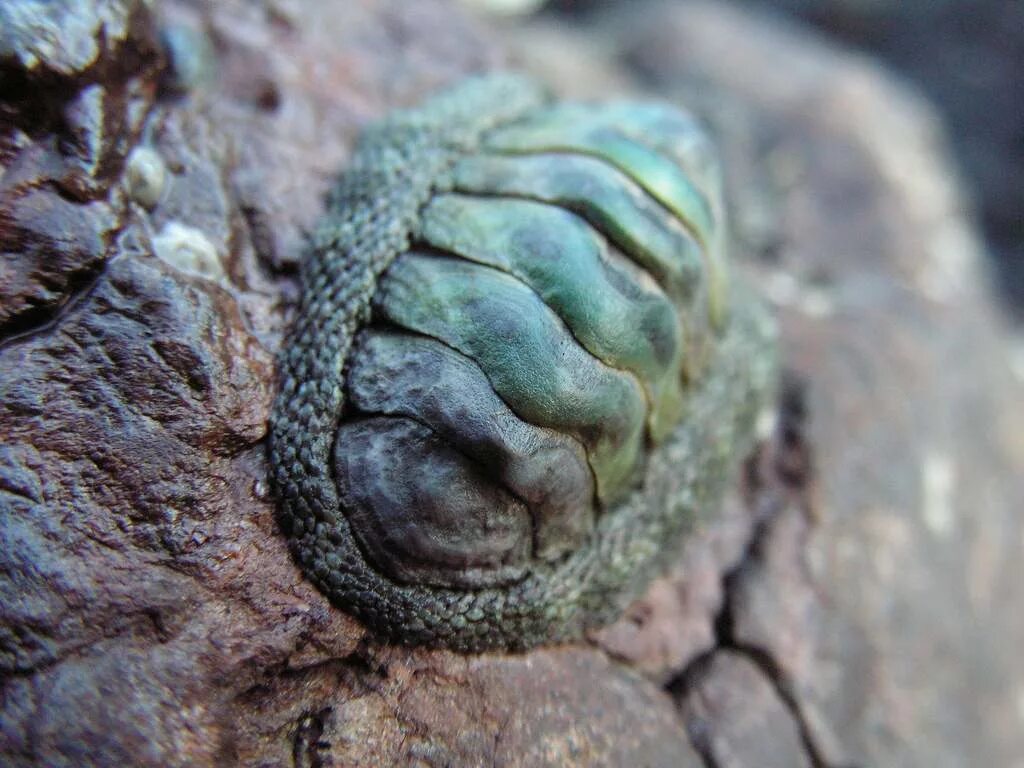 Chiton