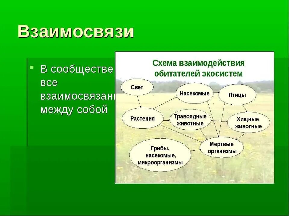 Взаимодействие организмов в природном сообществе 5 класс