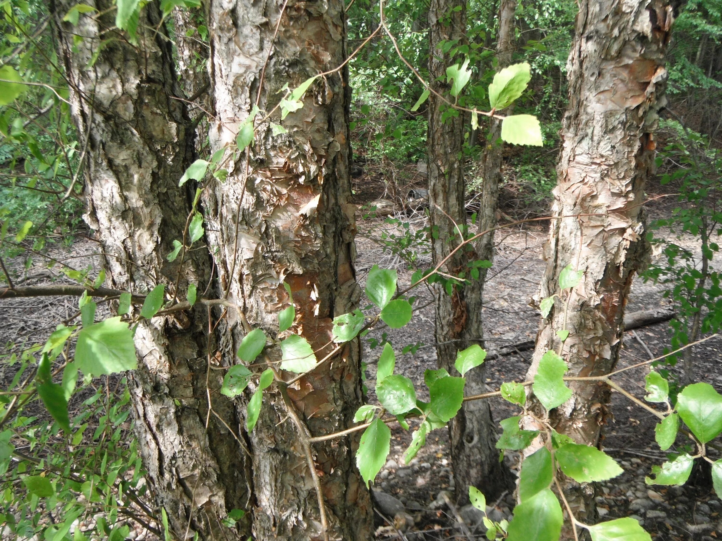 берёза чёрная. береза темна. береза даурская черная. береза даурская (betula dahurica). береза темна.