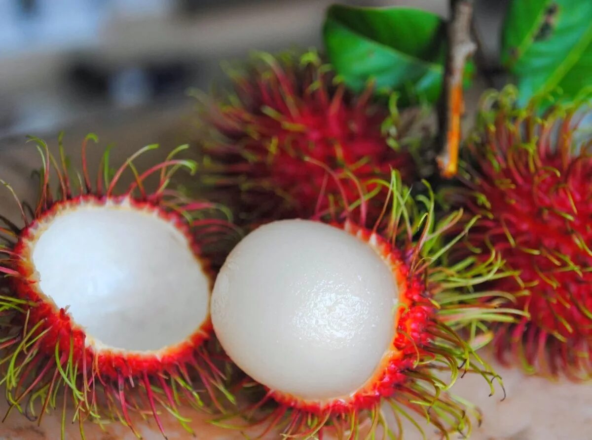 ,мангостин мангостин фрукт. Какой нибудь фрукт. Экзотический фрукт рамбутан. Какой нибудь фрукт. Папайя рамбутан маракуйя.