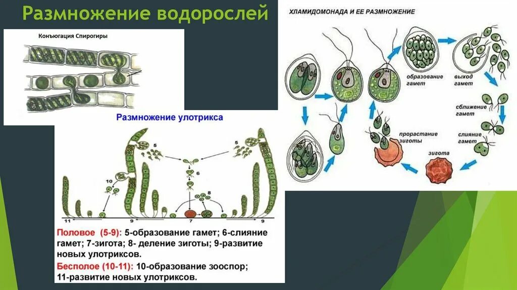 Какие водоросли размножаются. Бесполое размножение водорослей. Схема полового размножения водорослей. Схема размножения одноклеточных водорослей. Цикл развития водорослей 6 класс биология.