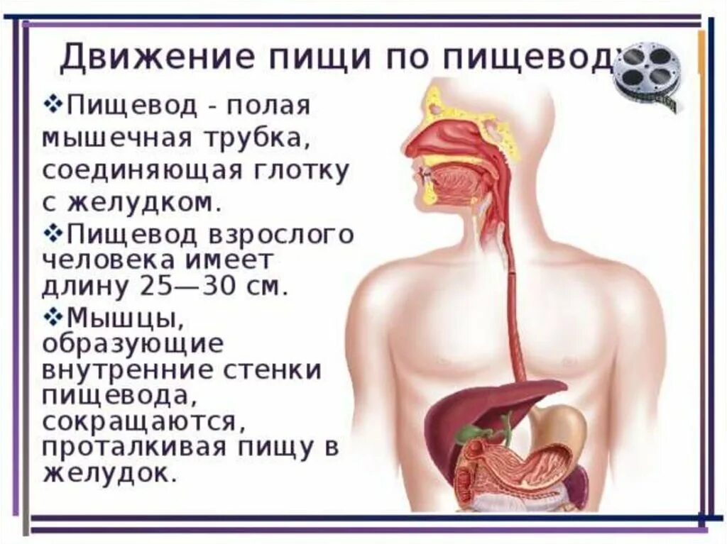 Перемещение пищи по пищеводу. Застревание пищи в пищеводе. Движение пищи в глотке и пищеводе.