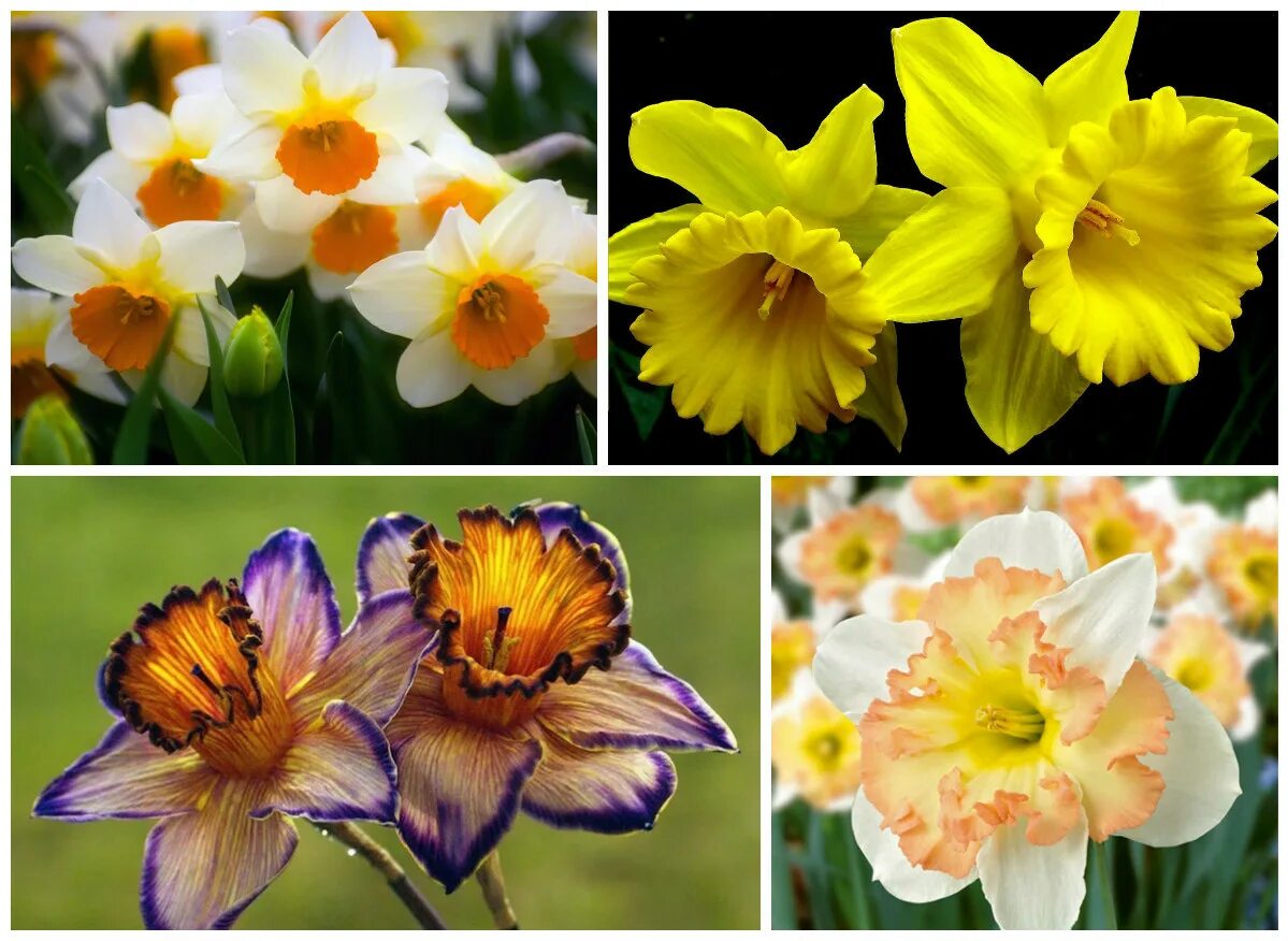 Каких цветов бывают нарциссы. Тацетные нарциссы. Нарцисс крупнокорончатый Алексис Бьюти. Нарцисс сортовой крупноцветковый. Нарцисс махровый Брайдл Краун.