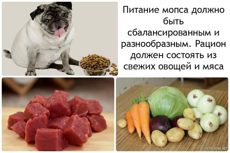 Можно ли давать собаке капусту. Рацион питания для МОПСА натуральной пищей. Норма кормления 2 месячного щенка МОПСА. Мопс на диете. Меню натурального питания для МОПСА.