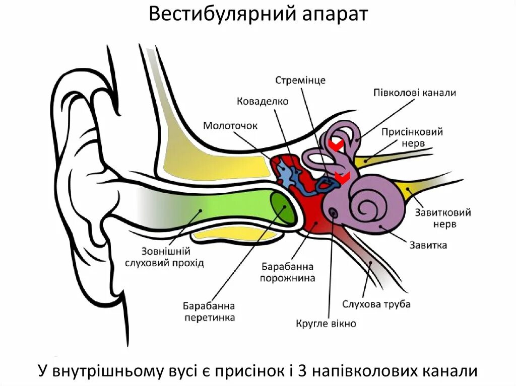 Оценка вестибулярного аппарата. Строение уха рис 139. Строение вестибулярного аппарата человека. Вестибулярный орган строение. Вестибулярный нерв.