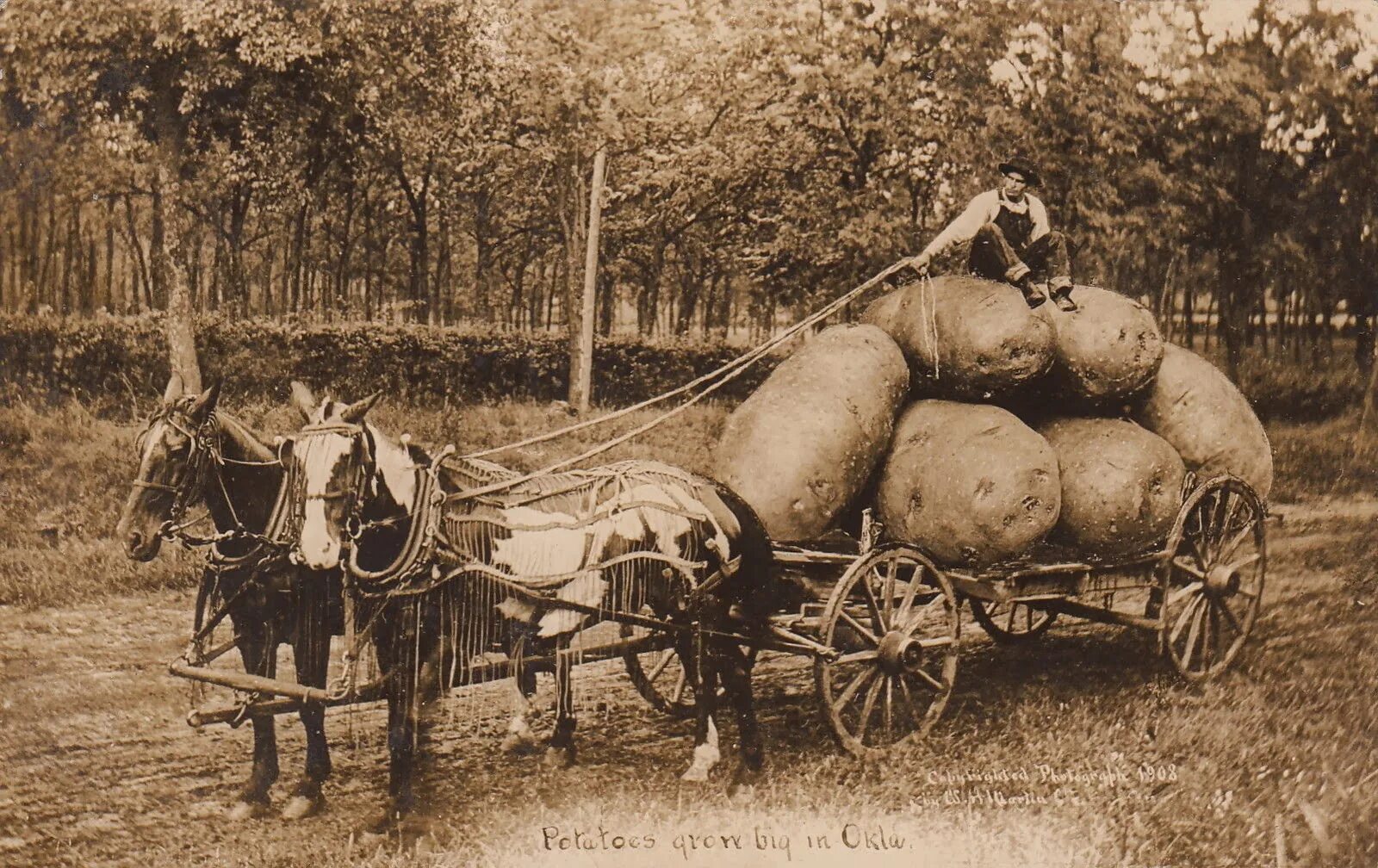 Гигантские овощи 19 века. Гигантские лошади в прошлом. Великаны прошлого столетия. Гигантские лошади 19 век. Огромная п з