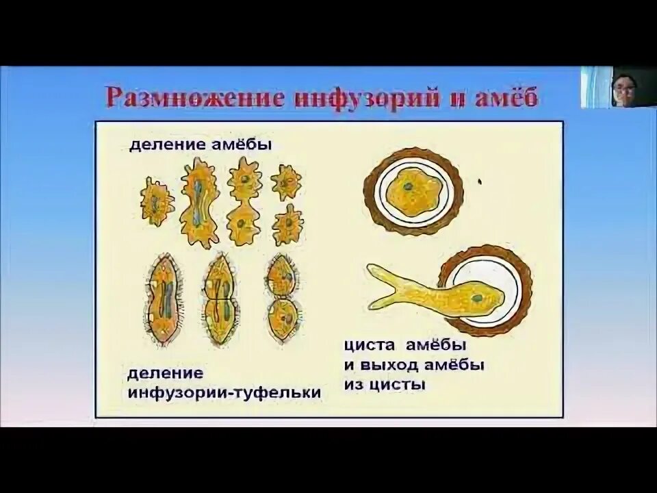 Искусственный размножение животных. Размножение животных. биология 8 класс размножение. размножение животных 8 класс. биология 8 класс размножение животных.