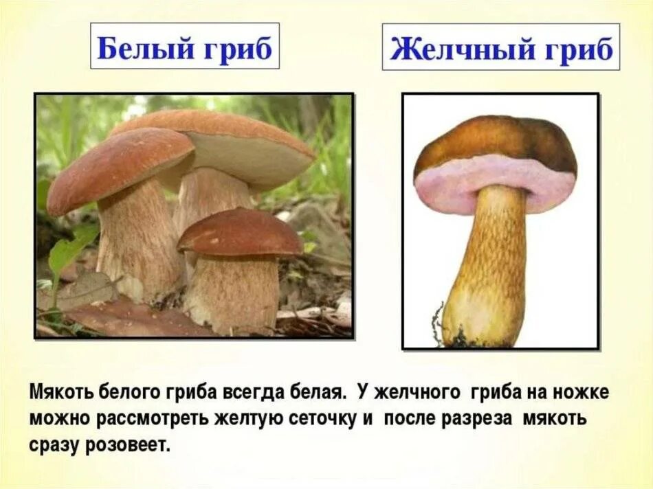 Ложный Боровик двойник белого гриба. Ложный Боровик, желчный гриб. Отличие белого гриба от ложного белого гриба. Ложный белый гриб описание отличия.