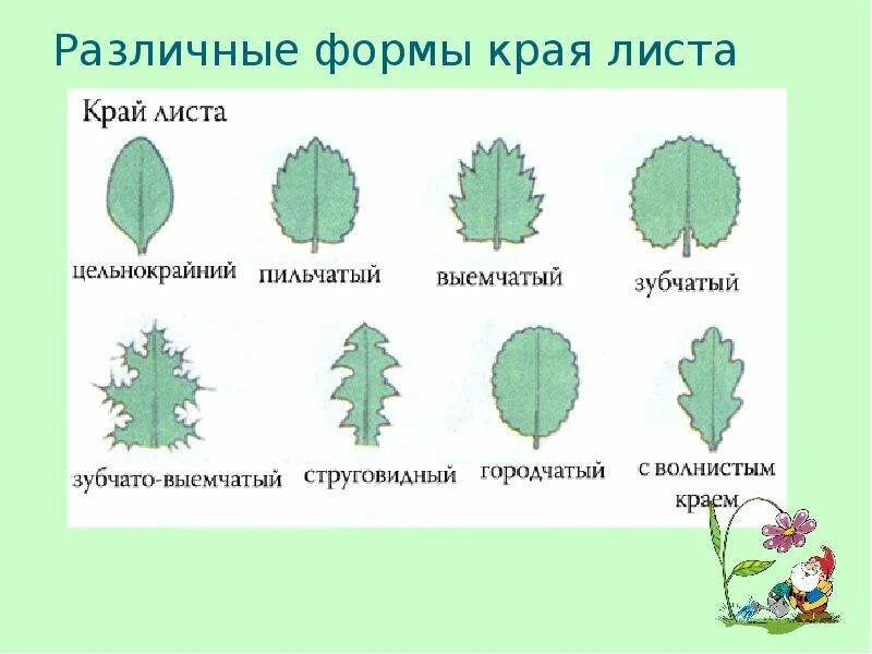 Классификация листьев по форме края листа. Листья форма края листовой пластинки. Форма края листа у одуванчика. Форма листовой пластинки одуванчика. Четыре формы листа