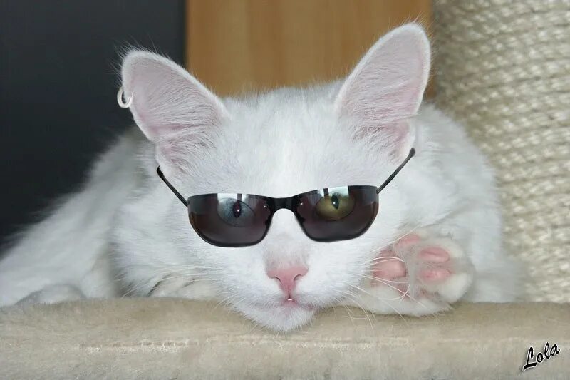Белый кот прикол. Белый кот в очках. белая кошечка в очках. белая кошка в очках. белый котик в очках.