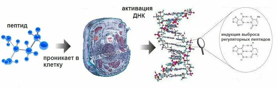 Комплекс полипептидов. Молекула пептида структура. Пептиды в коже схема. Биорегуляторные пептиды. Механизм действия коротких пептидов.