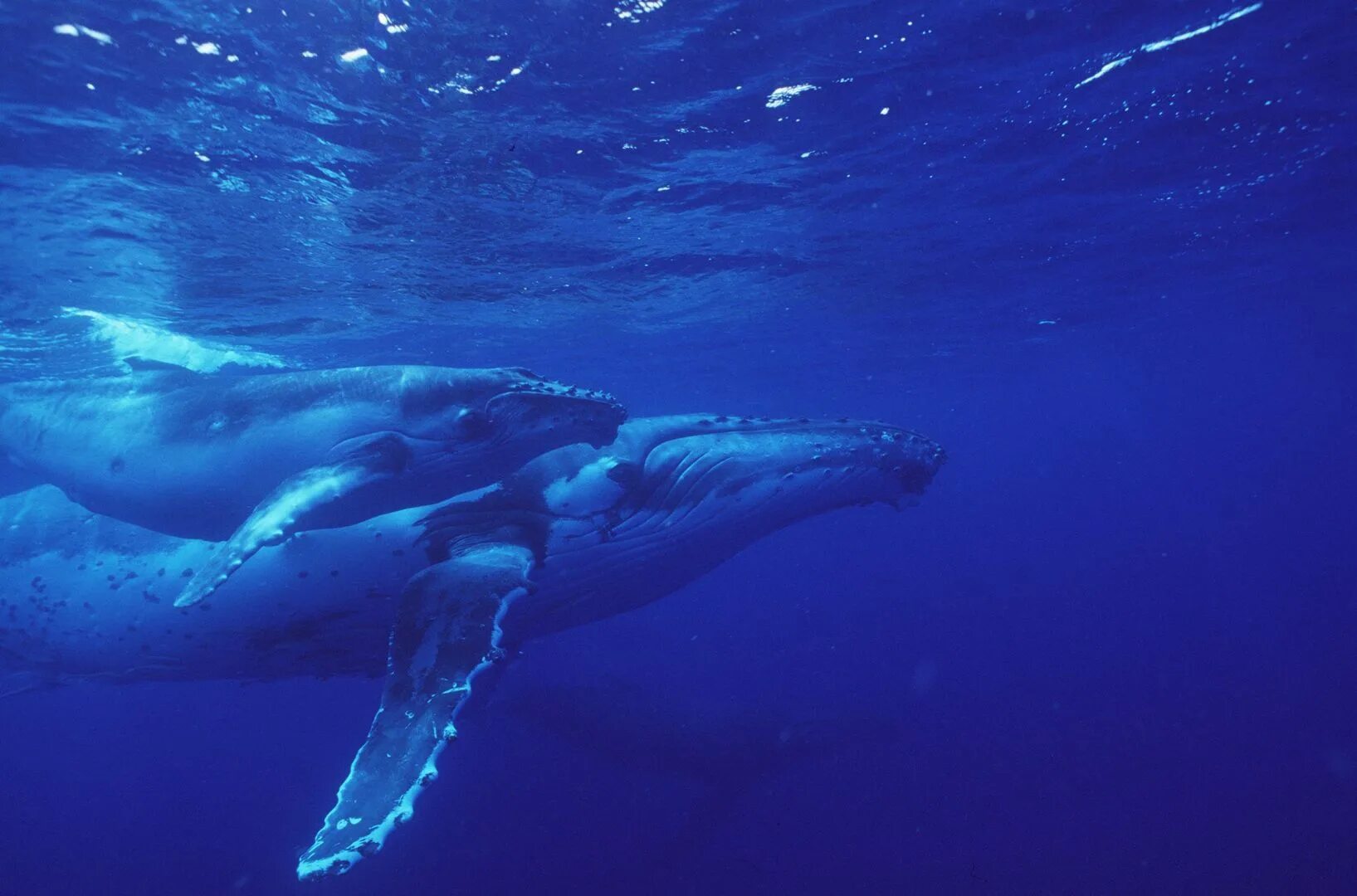Большой Барьерный риф кит Горбач. Зубатые киты. Тихий океан киты. Кит на рифе.