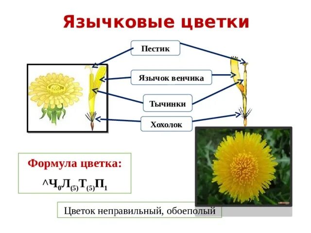 Соцветия первого типа имеет одуванчик. Язычковые цветки сложноцветных. Пестик у сложноцветных. Формула язычковых цветков сложноцветных. Формула язычкового цветка.