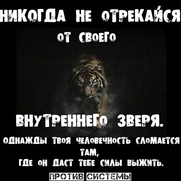 Не отрекайся от сумы. Никогда не отрекайся от внутреннего зверя. Никогда не отрекайся. Не отрекайтесь от своего внутреннего зверя. Никогда не отрекайся от своего внутреннего зверя однажды.