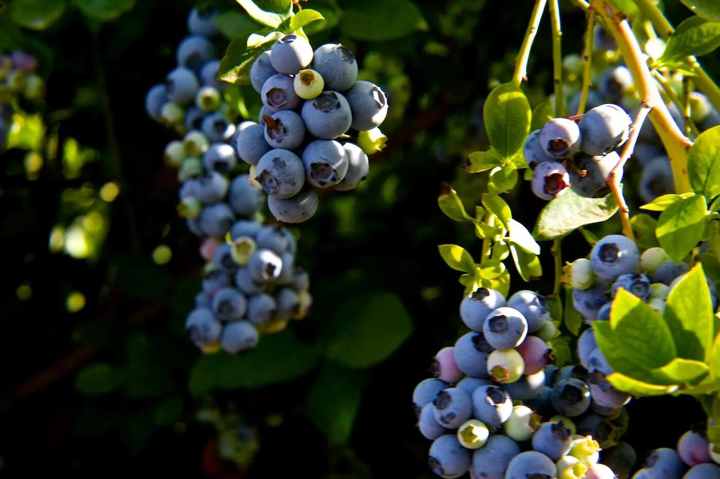 Боярышник волжский. Барыня ягода фото. Боярышник кроваво-красный куст. Вишня боярышник. Шпанка брянская вишня дерево.