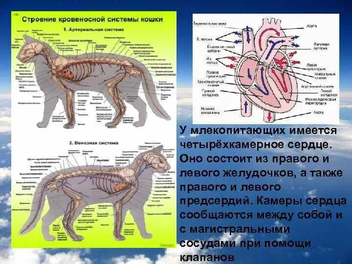 Внутреннее строение млекопитающих конспект. Внутреннее строение млекопитающих системы. Кровеносная система кошки анатомия. Артериальная система млекопитающих. Строение кровеносной системы кошки.