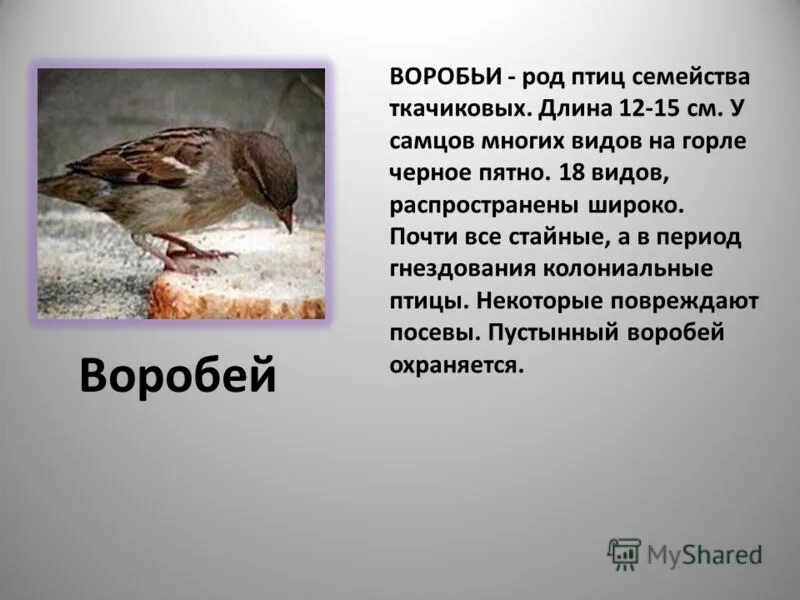 про воробья 3 класс. рассказ про воробья. рассказ про воробья 4 класс литературное чтение. род птиц семейства. про воробья 3 класс.