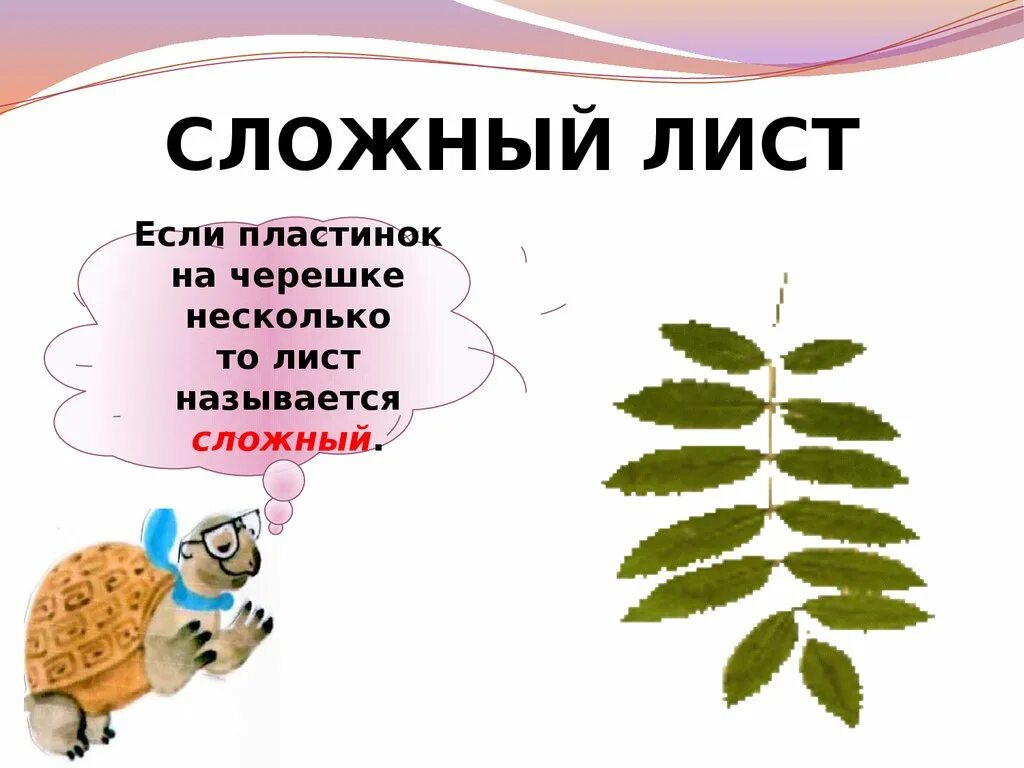 Что такое листобой. Сложный лист если пластинок на черешке. Лист для презентации. Последний лист слайда. Тест что это за листья презентация 1 класс.